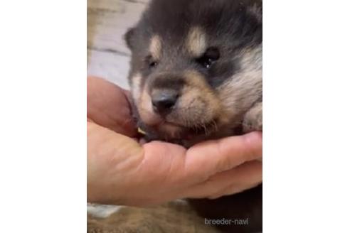 成約済の静岡県の柴犬-216224